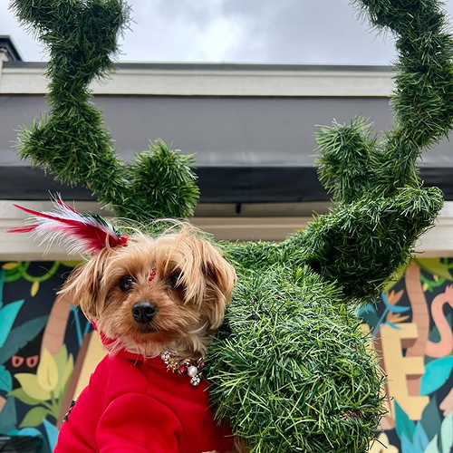Dog Friendly item 3
