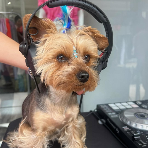 Dog Friendly item 5